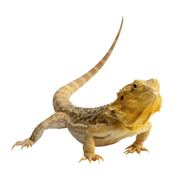 High Protein Fresh Grasshopper for Fish Feed