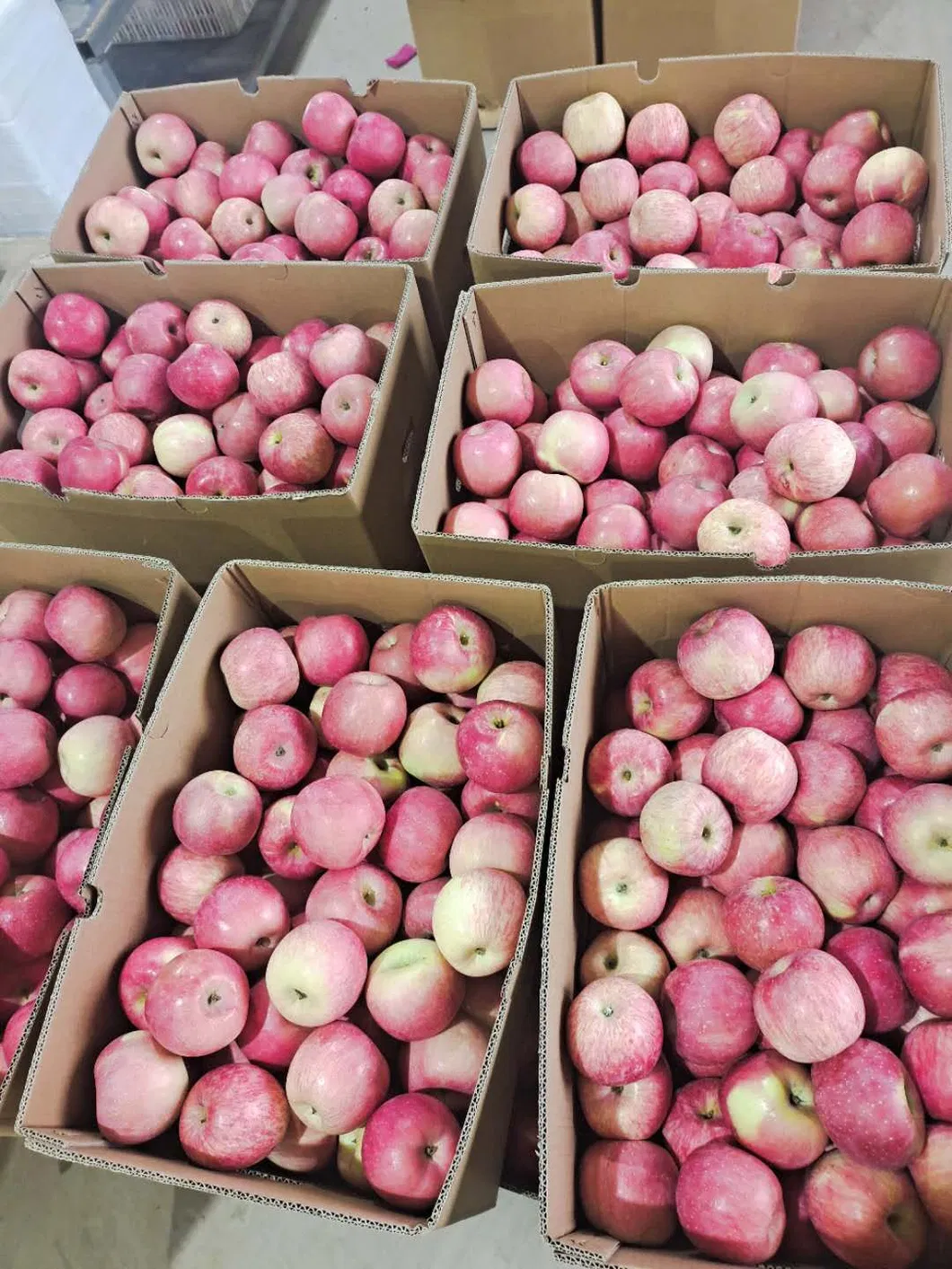 Class a Chinese FUJI Apple