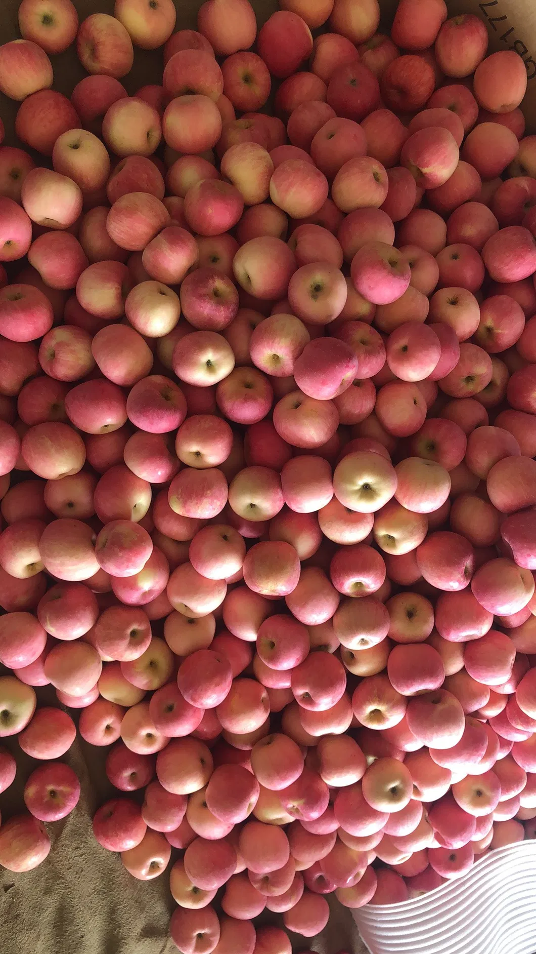 Class a Chinese FUJI Apple