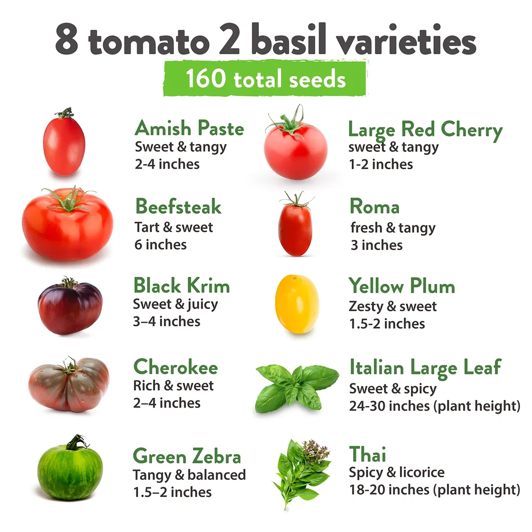 Home Grown Heirloom Non-GMO Tomato Seeds for Planting