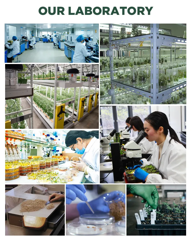 Home Grown Heirloom Non-GMO Tomato Seeds for Planting