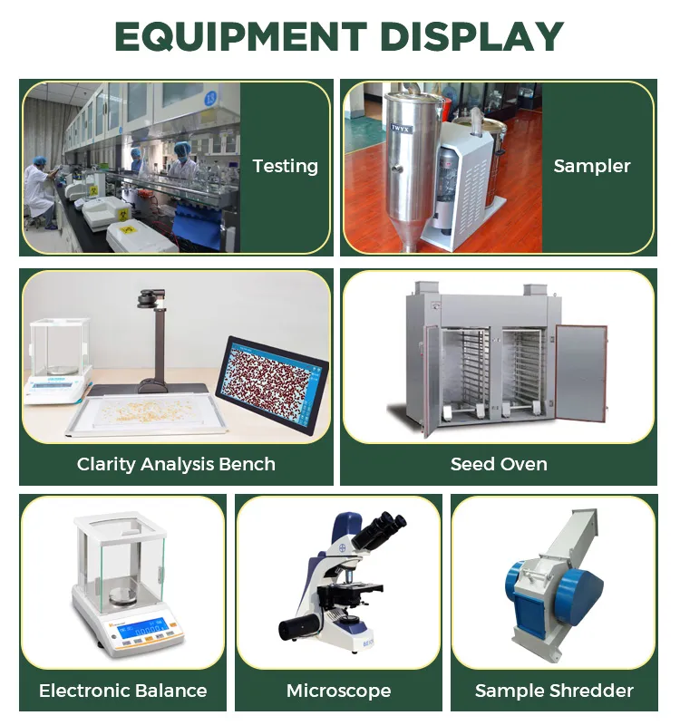 Home Grown Heirloom Non-GMO Tomato Seeds for Planting