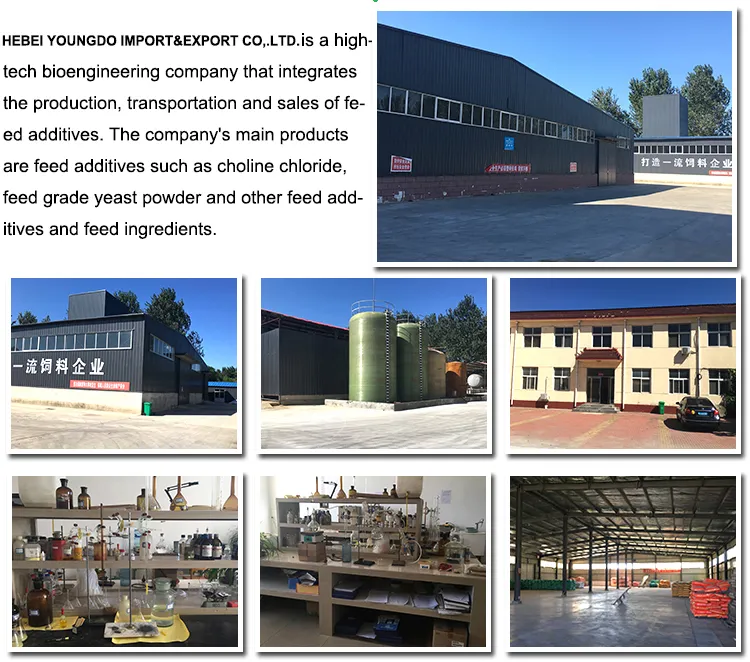 Solid Form Corn Gluten Feed 45% Protein