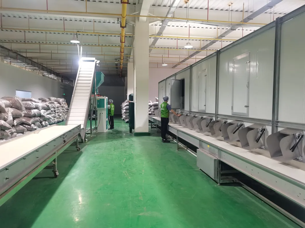 Yunnan 103 and Dapao Thin Shell Extra Light Walnut Kernel for Bakery