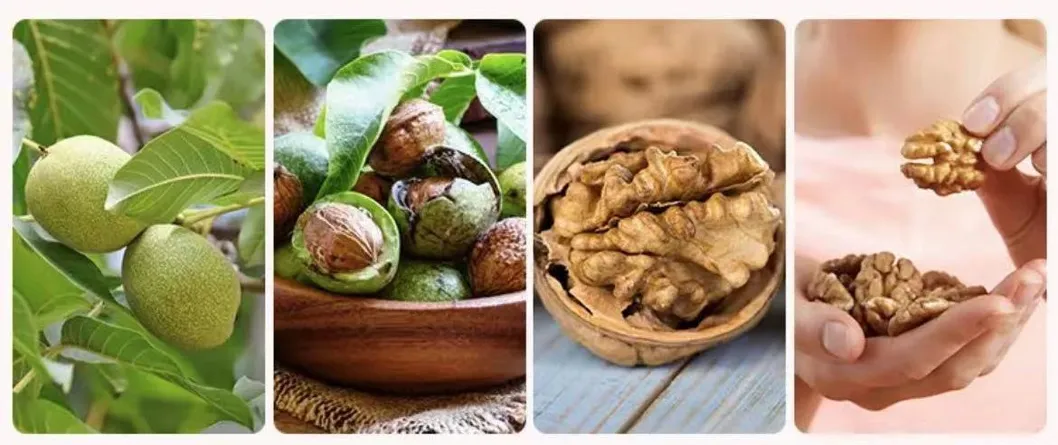 Yunnan 103 and Dapao Thin Shell Extra Light Walnut Kernel for Bakery