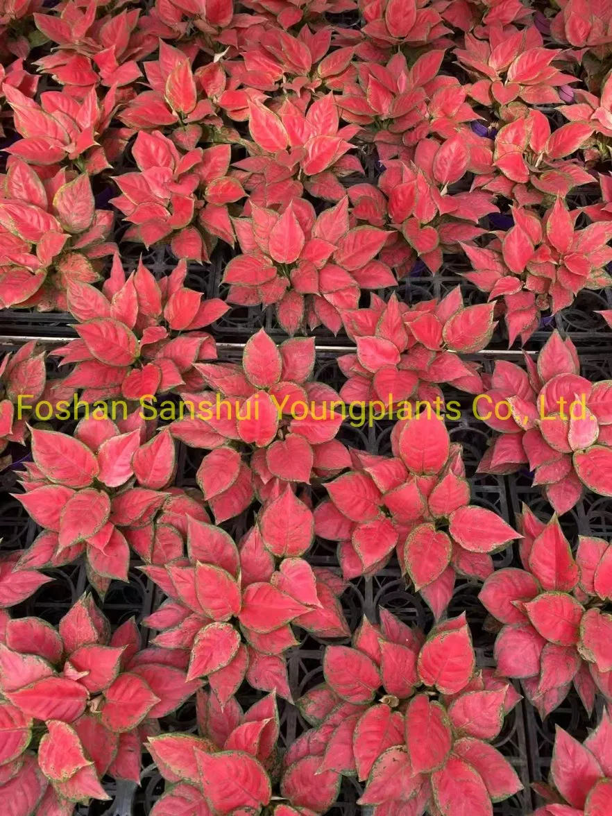 Bonsai Finished Mature Plant From Tissue Culture Tray Seedling