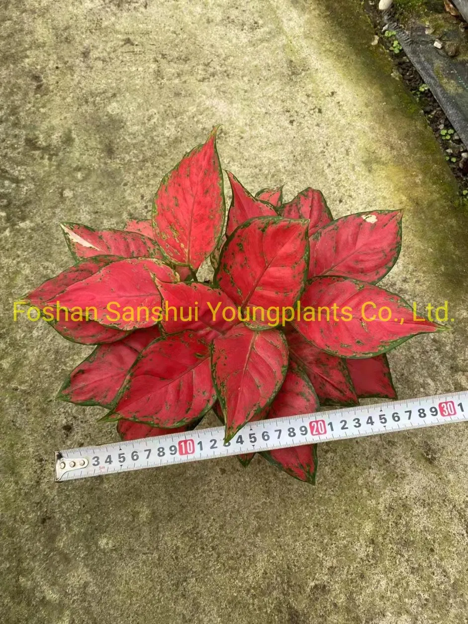 Bonsai Finished Mature Plant From Tissue Culture Tray Seedling