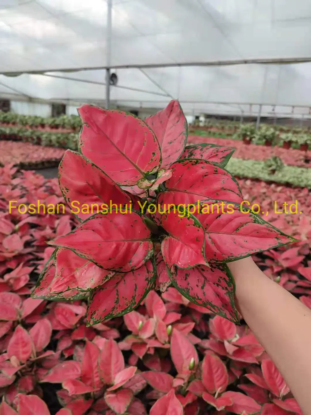 Bonsai Finished Mature Plant From Tissue Culture Tray Seedling