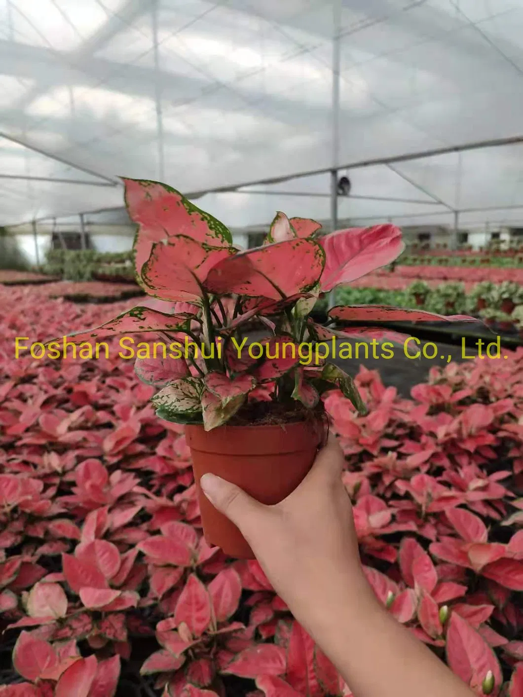 Bonsai Finished Mature Plant From Tissue Culture Tray Seedling