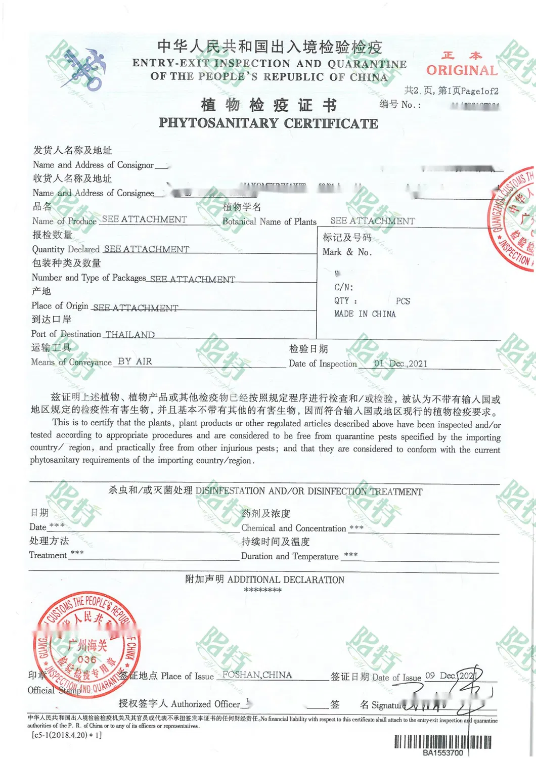 Bonsai Finished Mature Plant From Tissue Culture Tray Seedling
