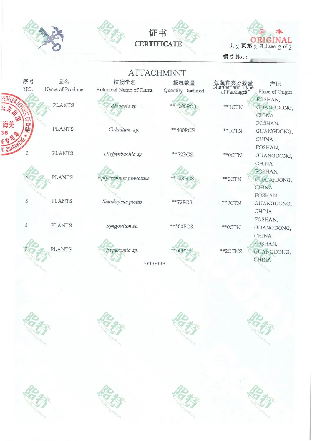 Bonsai Finished Mature Plant From Tissue Culture Tray Seedling