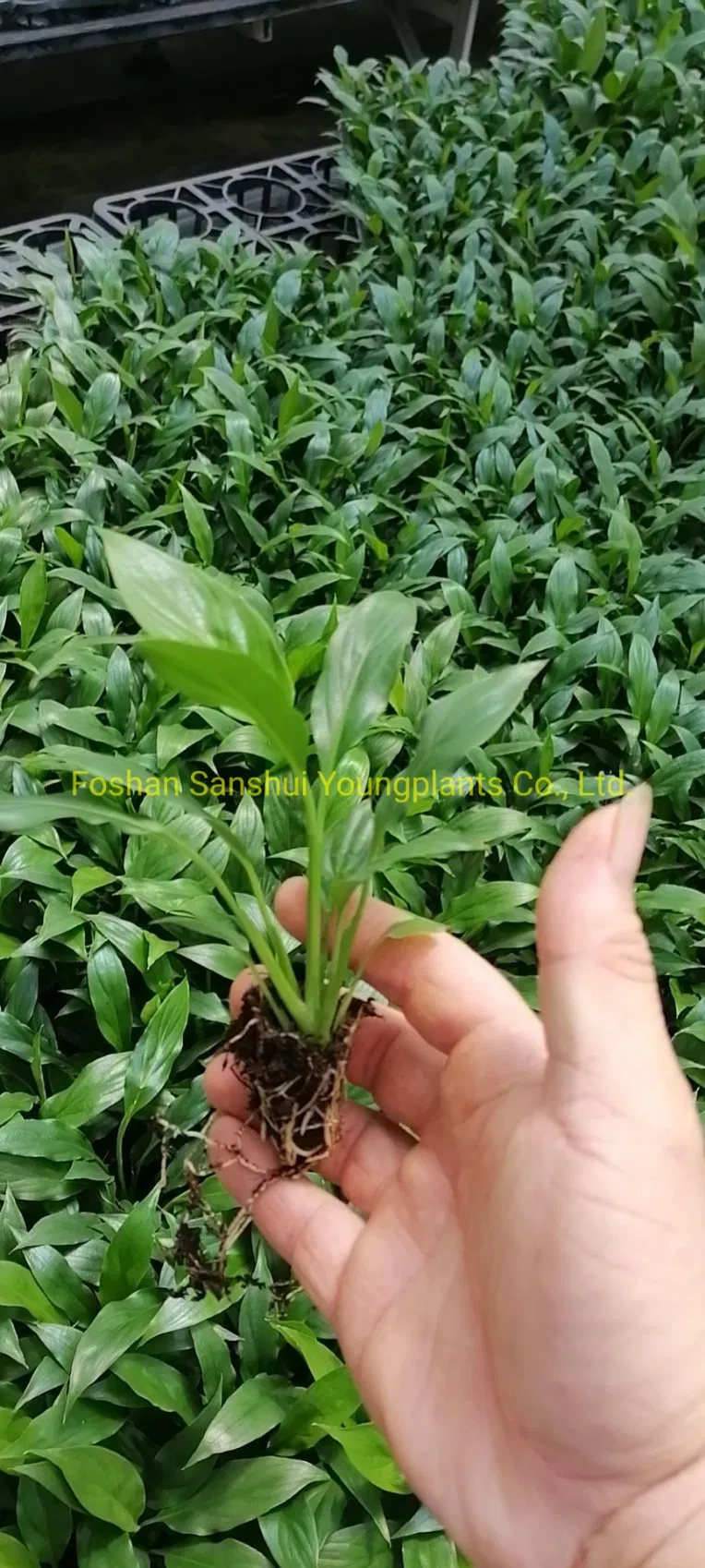 Spathiphyllum Mojo Tissue Culture Invitro Real Live Plant Wholesale