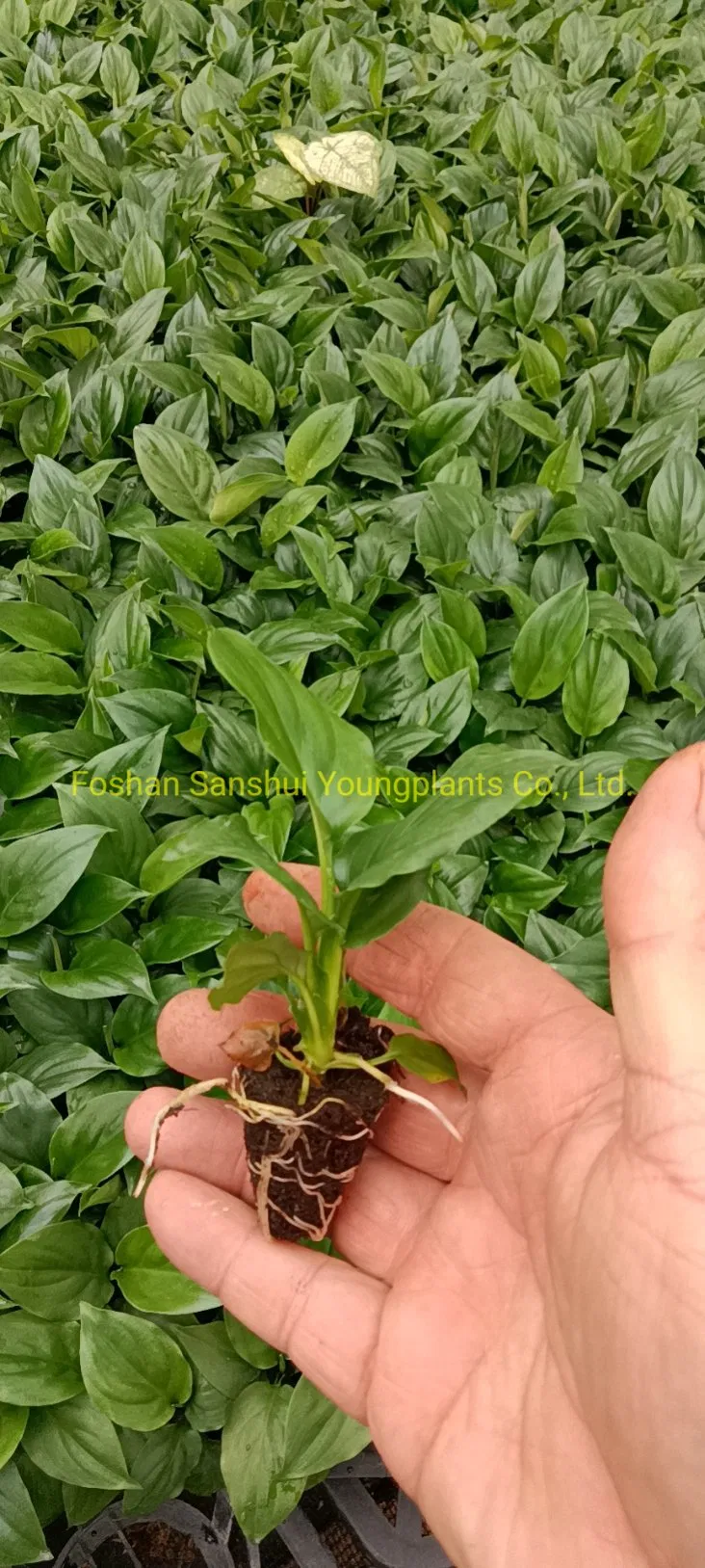 Spathiphyllum Mojo Tissue Culture Invitro Real Live Plant Wholesale