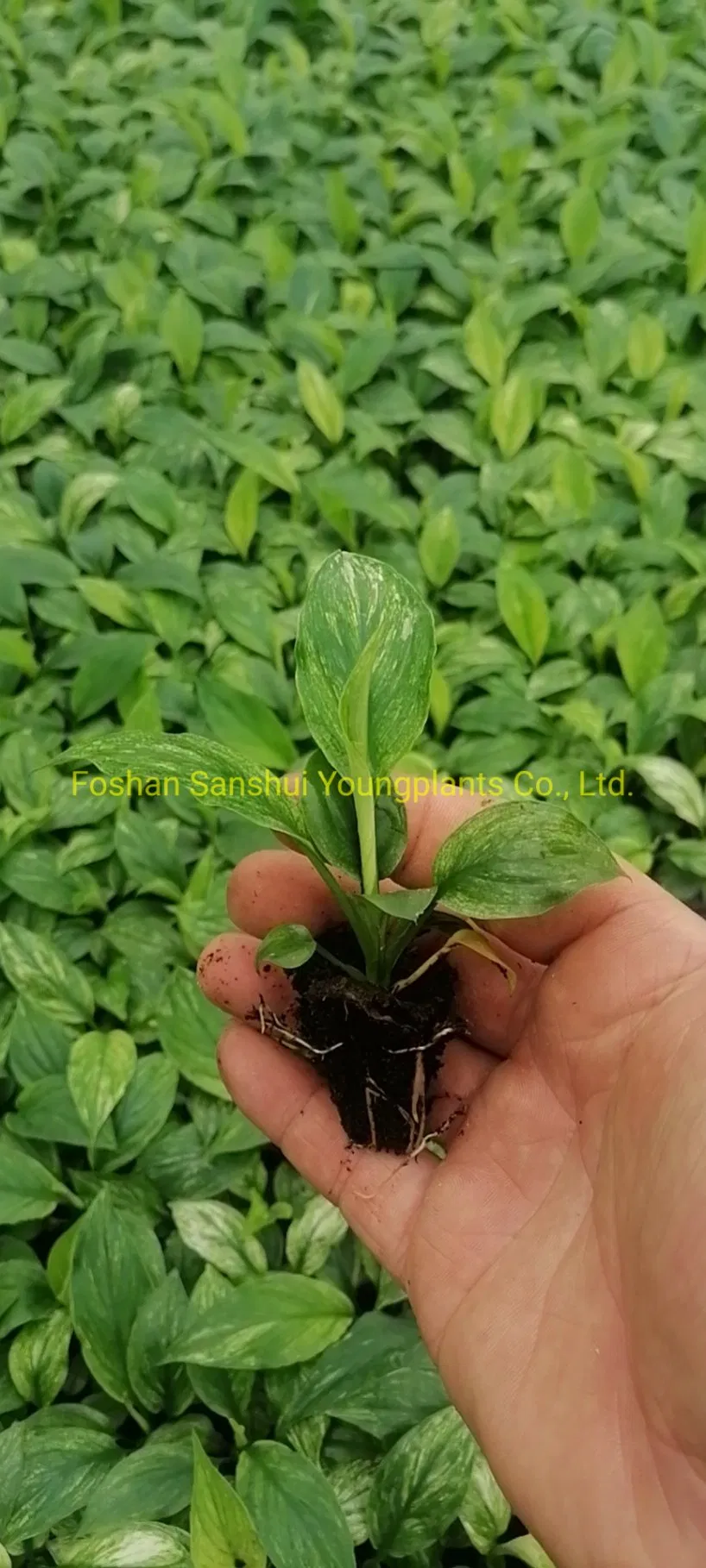 Spathiphyllum Mojo Tissue Culture Invitro Real Live Plant Wholesale