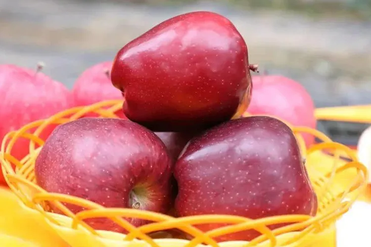 Fresh Apples Green Qinguan Royal Gala Australian Golden Direct Manufacturer From China