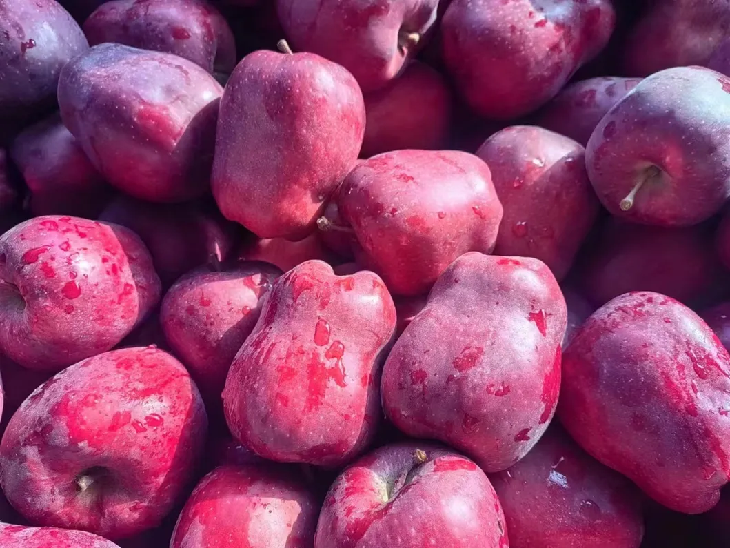 Fresh Apples Green Qinguan Royal Gala Australian Golden Direct Manufacturer From China