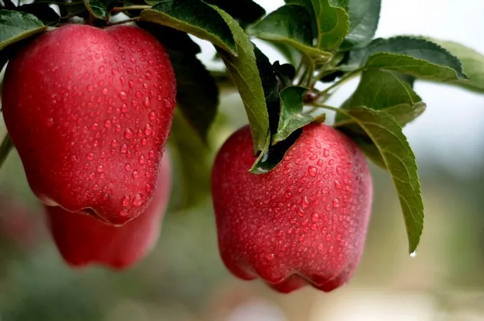 Fresh Apples Green Qinguan Royal Gala Australian Golden Direct Manufacturer From China