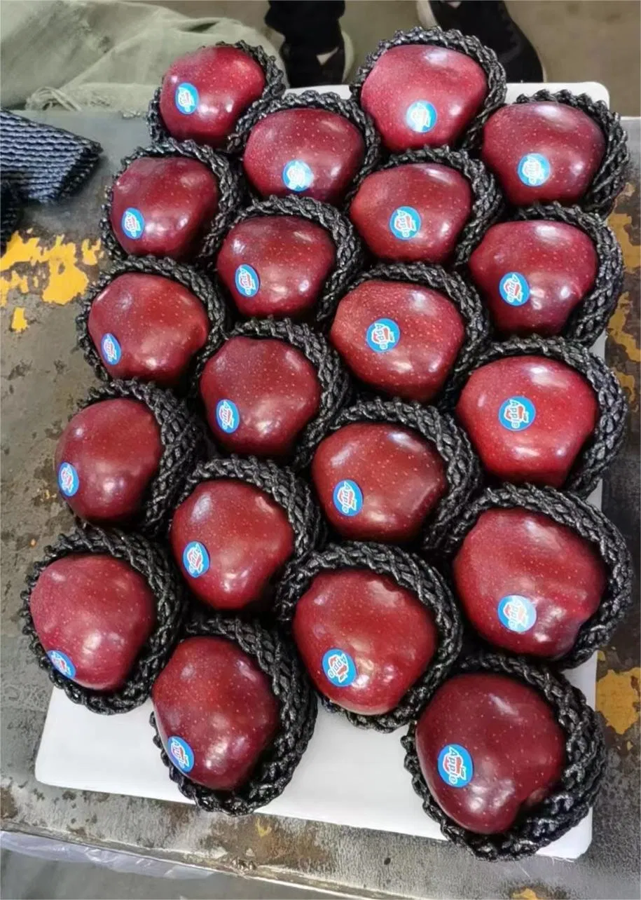 Fresh Apples Green Qinguan Royal Gala Australian Golden Direct Manufacturer From China