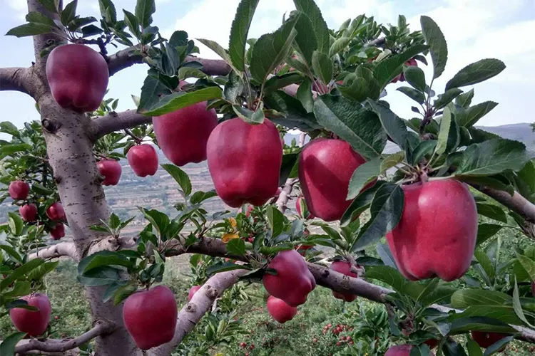 Fresh Apples Green Qinguan Royal Gala Australian Golden Direct Manufacturer From China