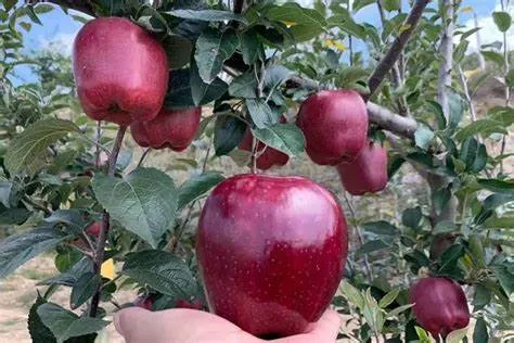 Fresh Apples Green Qinguan Royal Gala Australian Golden Direct Manufacturer From China