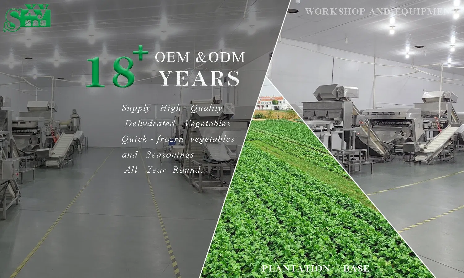 Premium Onion Powder with Guaranteed Quality Assurance