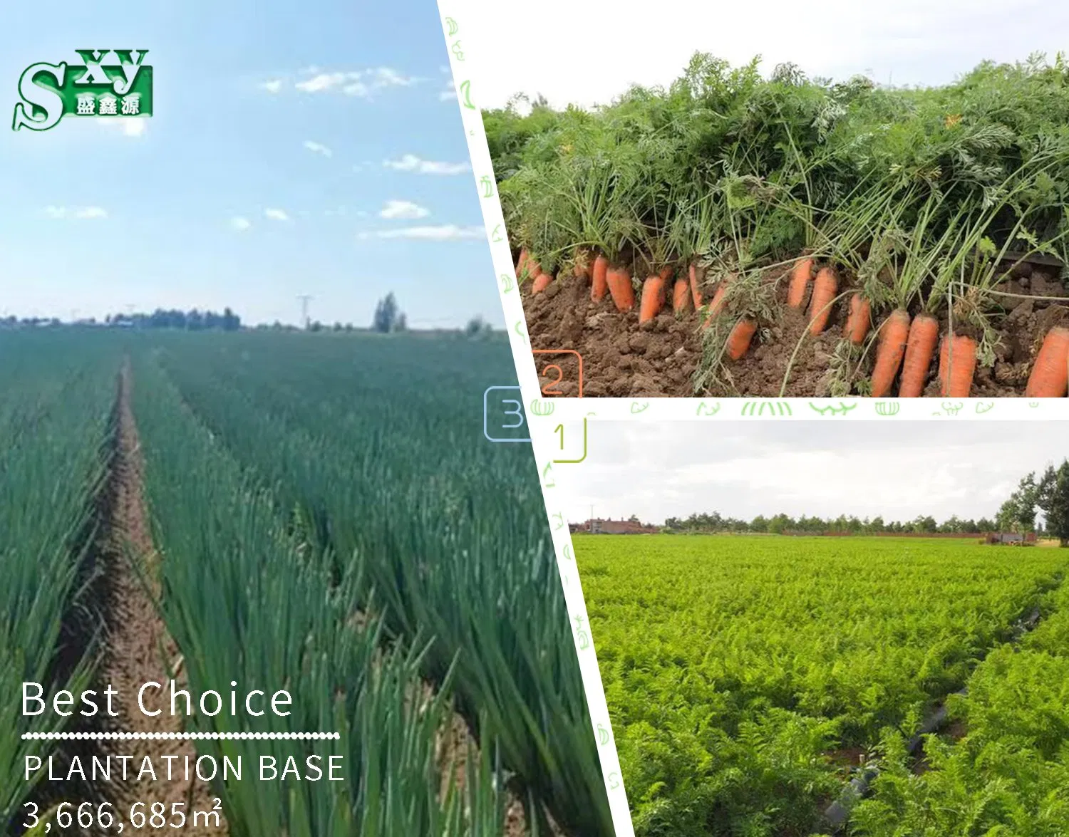 Premium Onion Powder with Guaranteed Quality Assurance