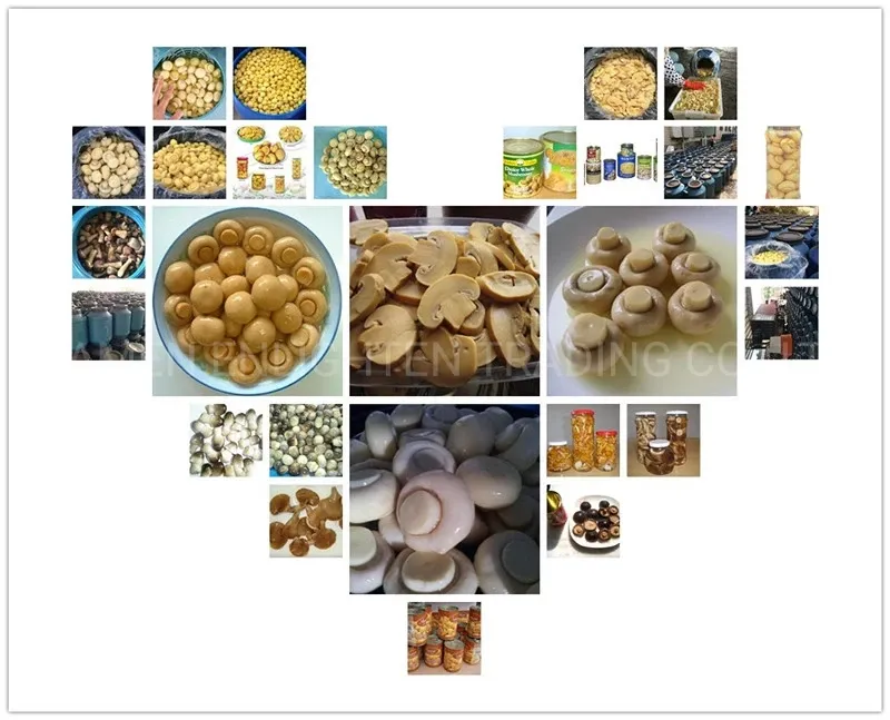 Canned Golden Abalone Mushroom in Brine