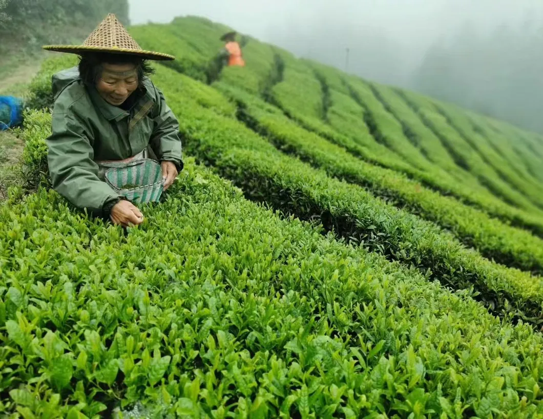 Chinese Factory EL Berrad Chunmee - Fast Delivry 100% Pure Green Tea