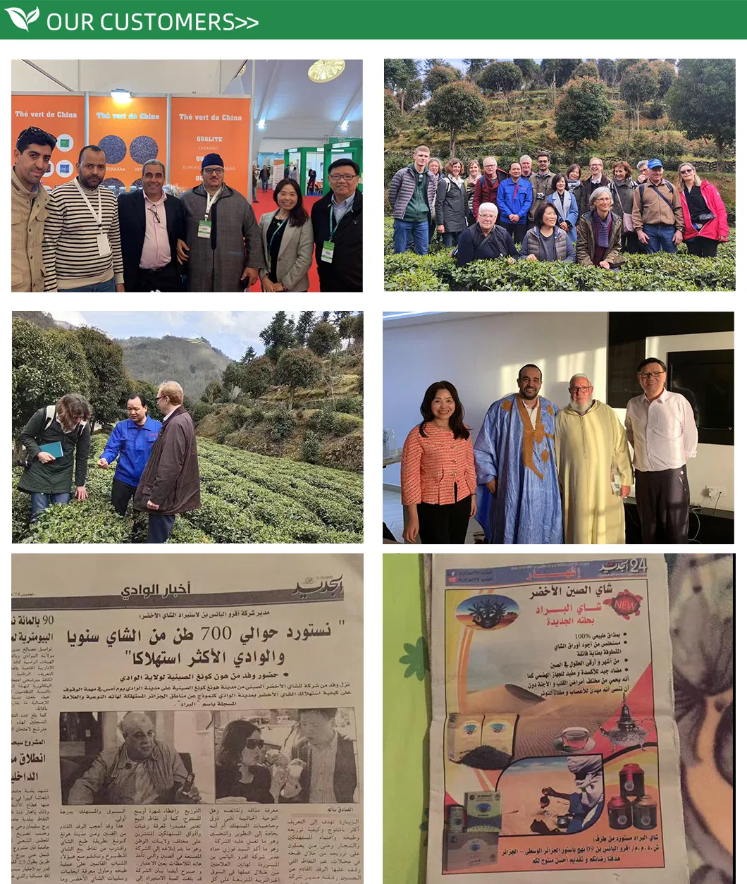 Chinese Factory EL Berrad Chunmee - Fast Delivry 100% Pure Green Tea