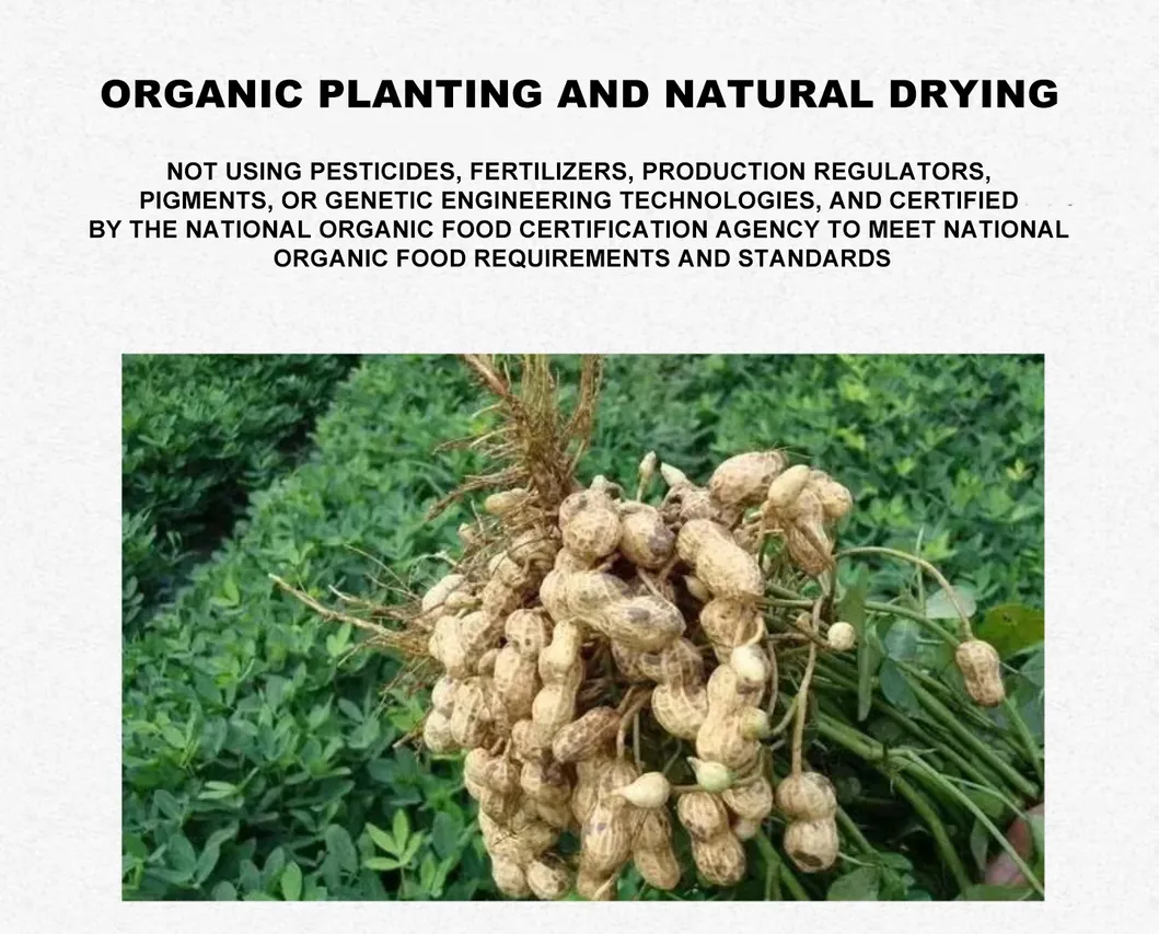 Blanched Peanut, Health Food, Baked Peanut, Wholesale Nuts and Kernels