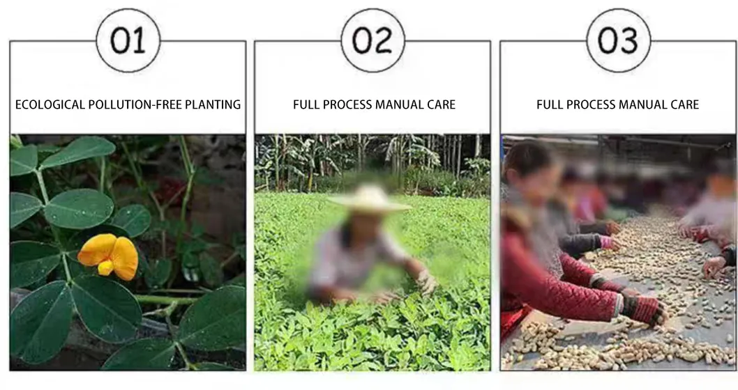 Blanched Peanut, Health Food, Baked Peanut, Wholesale Nuts and Kernels