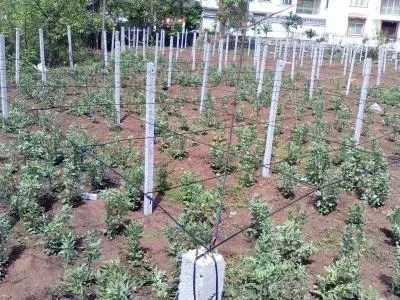 Agriculture Polyester Wire Vineyard Mesh