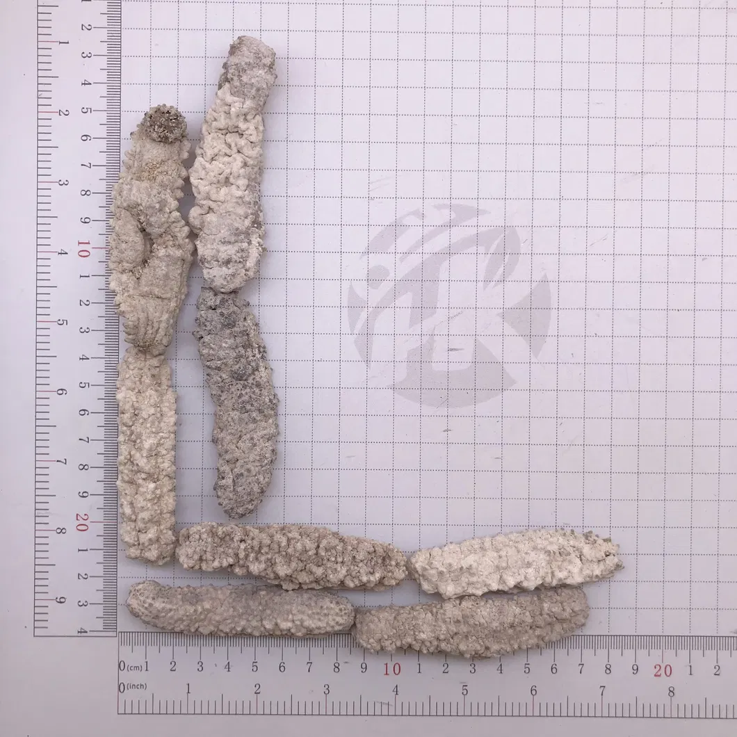 Factory Supply Seafood Dried Sea Cucumb Dry White Sea Cucumber