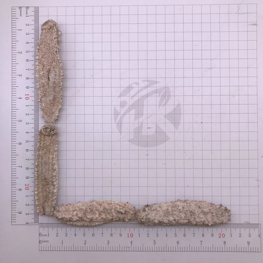 Factory Supply Seafood Dried Sea Cucumb Dry White Sea Cucumber