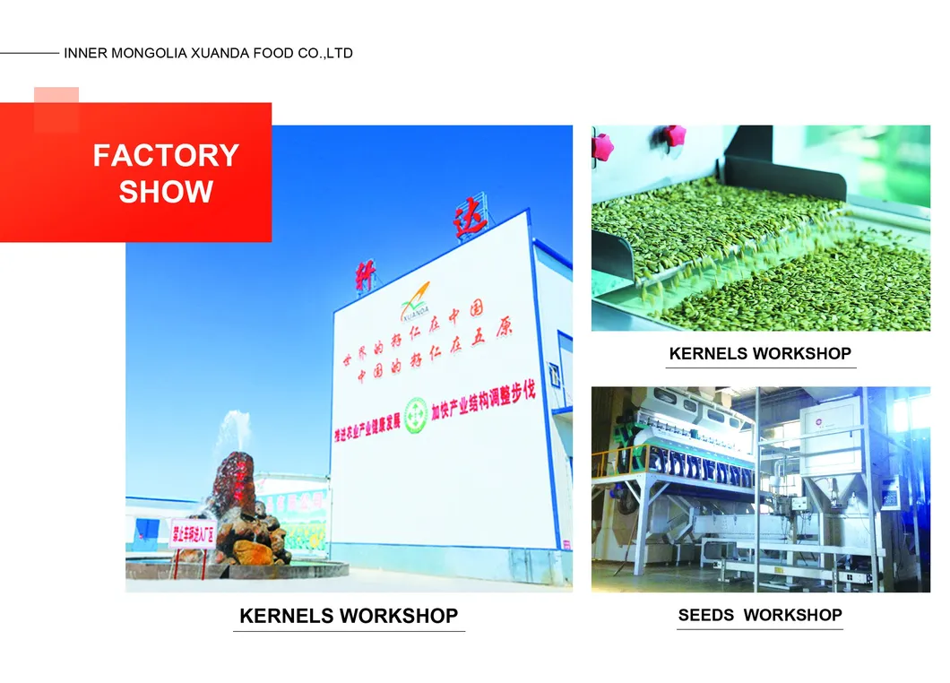 Wholesales High Quality Material Pumpkin Kernels From China