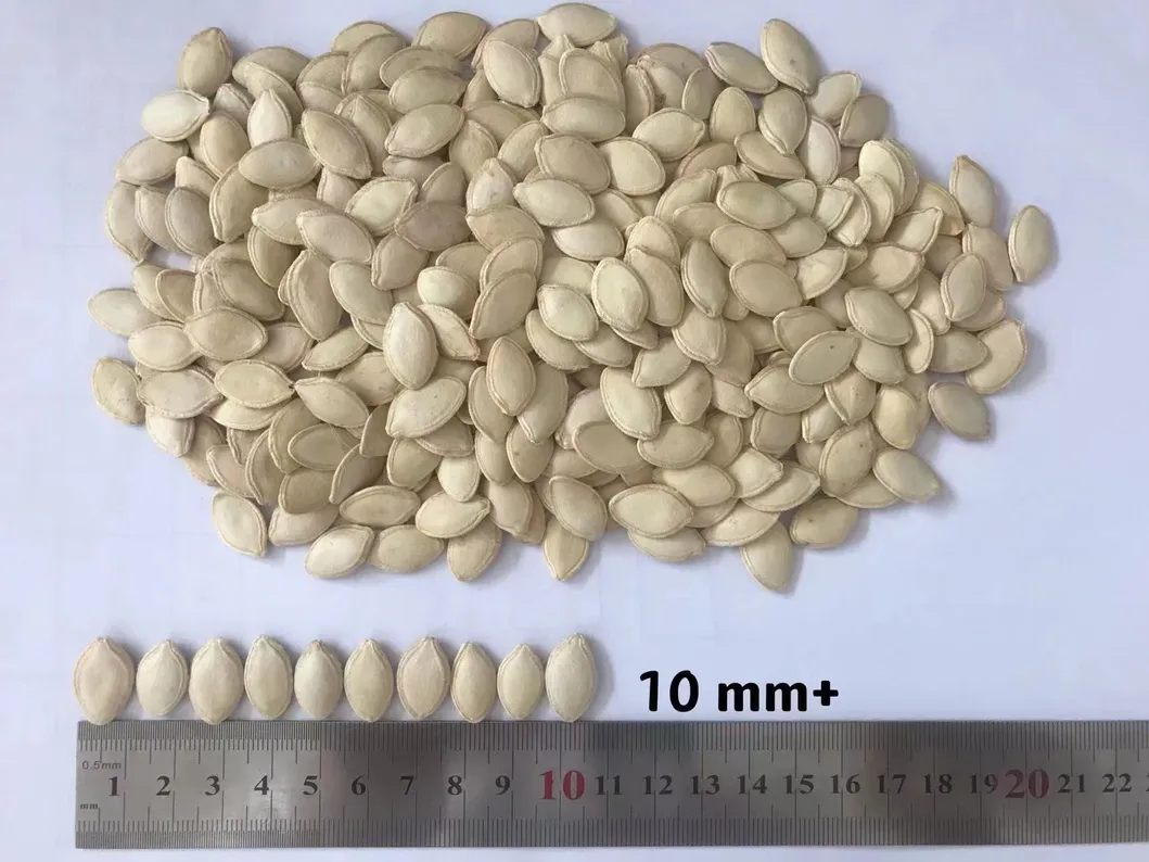 Wholesales High Quality Material Pumpkin Kernels From China