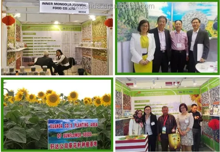 Wholesales High Quality Material Pumpkin Kernels From China