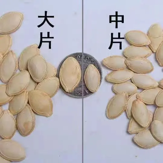 Wholesales High Quality Material Pumpkin Kernels From China