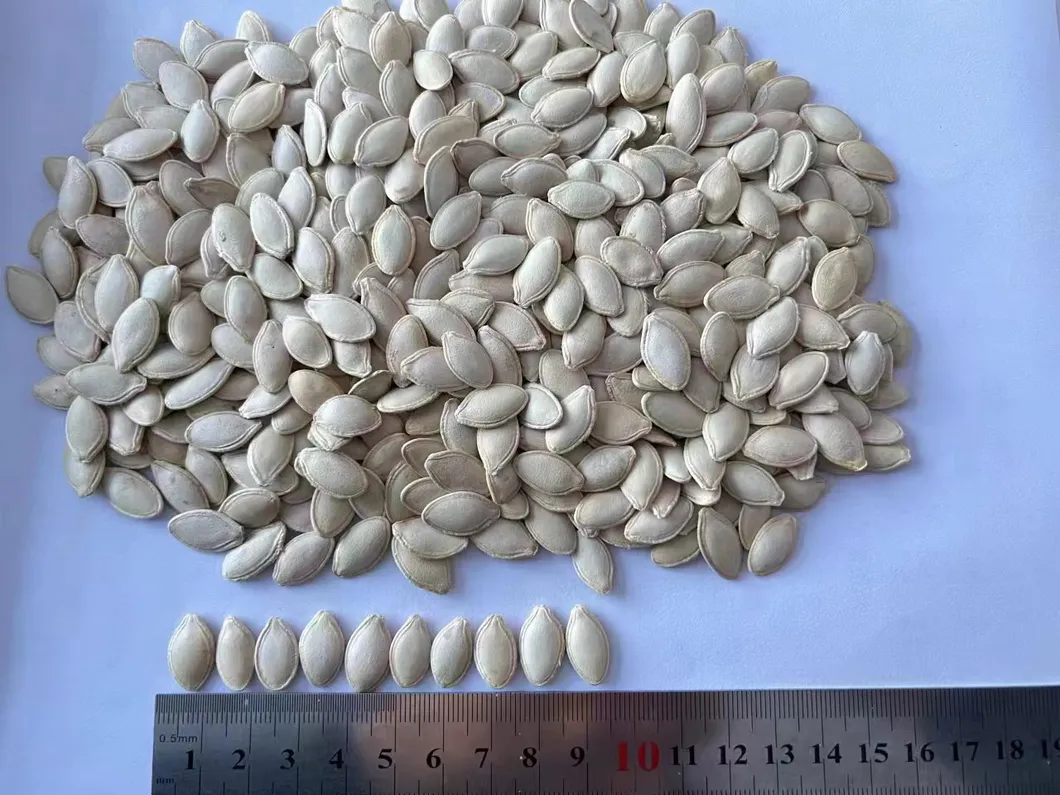 Wholesales High Quality Material Pumpkin Kernels From China