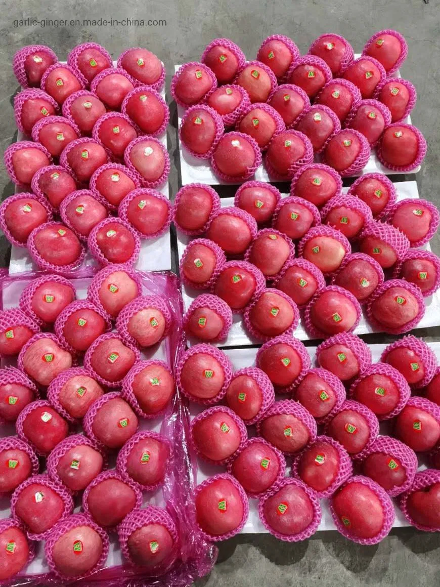 Premium Quality Paper Bagged FUJI