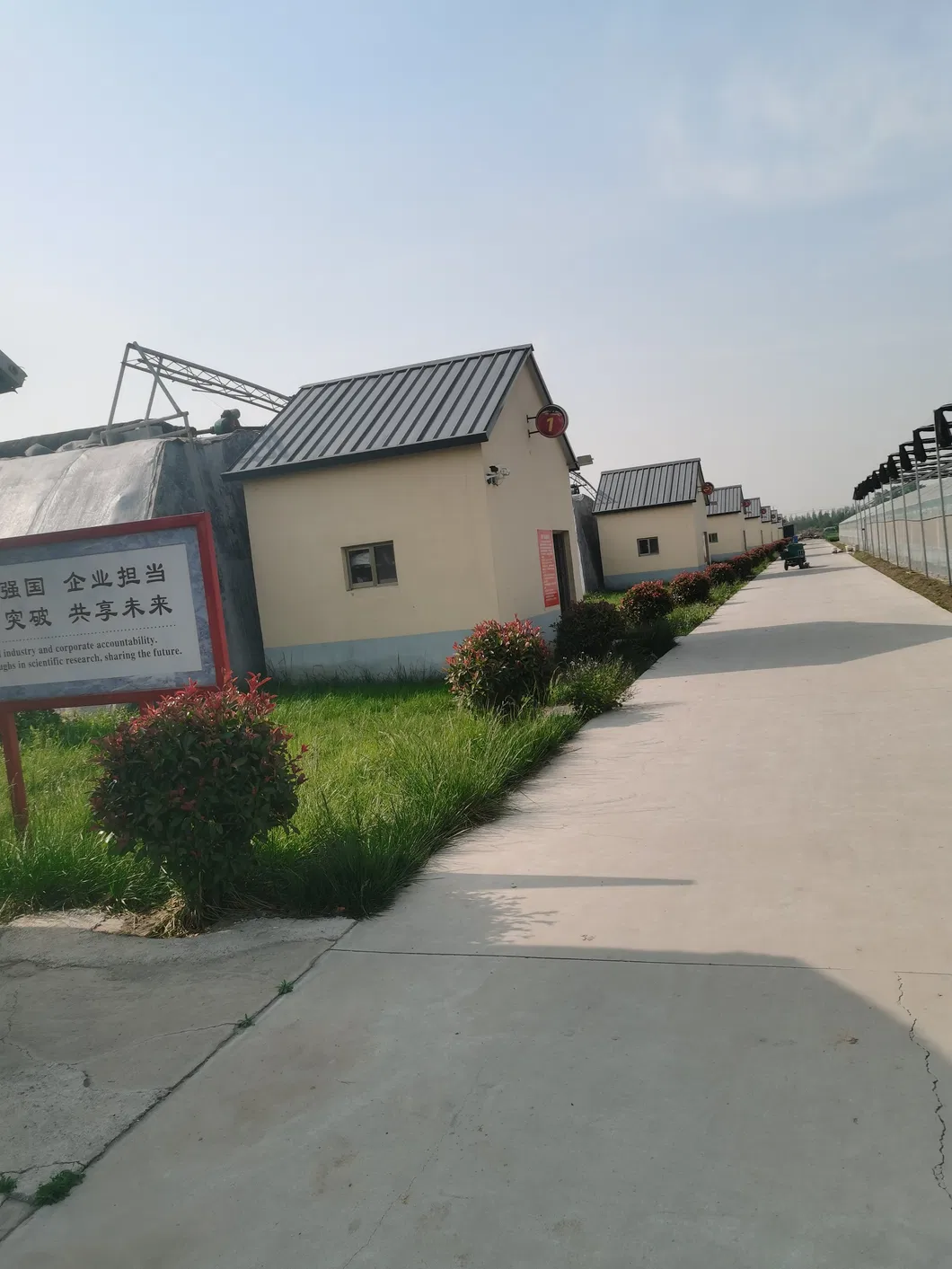 Tomato Seeds, High-Yield, Ty Resistant, Red Color, Hybrid, High Temperature Resistant, Transport