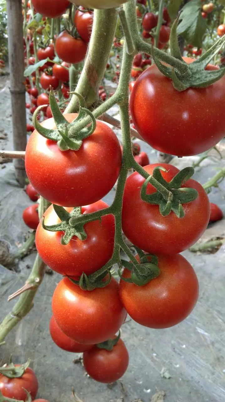 Tomato Seeds, High-Yield, Ty Resistant, Red Color, Hybrid, High Temperature Resistant, Transport