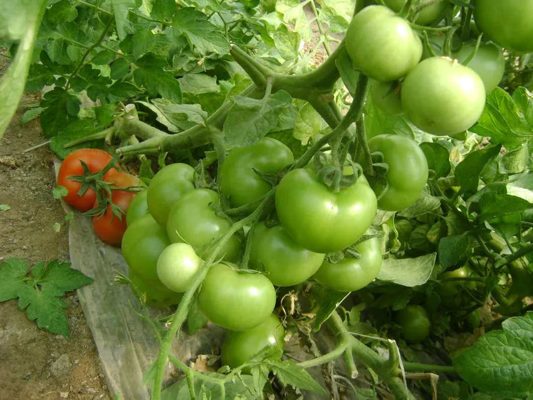 Tomato Seeds, High-Yield, Ty Resistant, Red Color, Hybrid, High Temperature Resistant, Transport