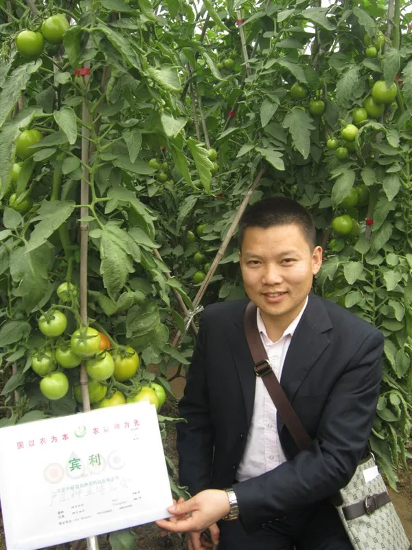 Tomato Seeds, High-Yield, Ty Resistant, Red Color, Hybrid, High Temperature Resistant, Transport