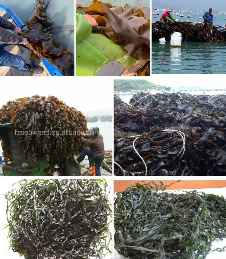 Export Grade Ad Dried Seaweed Strips Custom Cutting Size