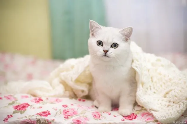 Improve Pet Food Flavor with Chicken Liver Liquid Palatability Enhancer Shandong China