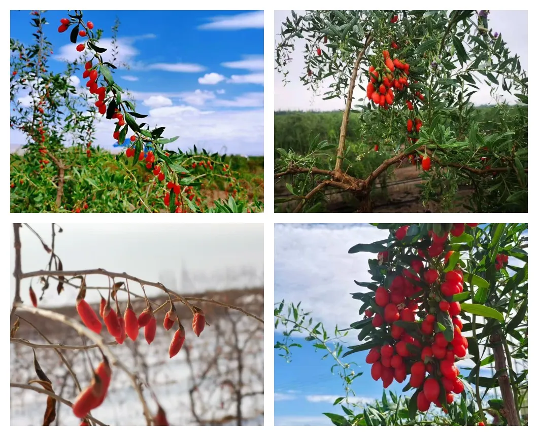 Premium Organic Goji Juice Concentrate Brix 36% for Wholesale