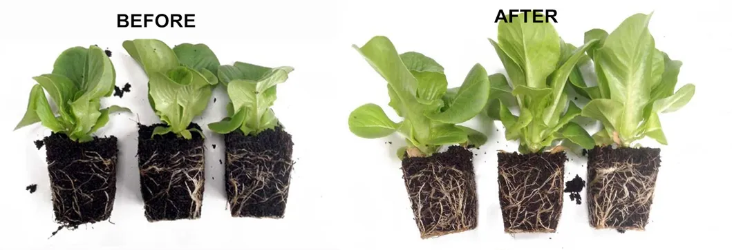 70% Humic Acid Potassium Humate Powder