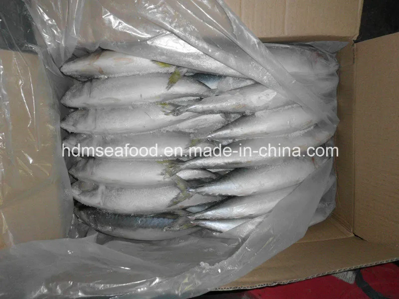 Best Frozen Seafood Fish Frozen Mackerel