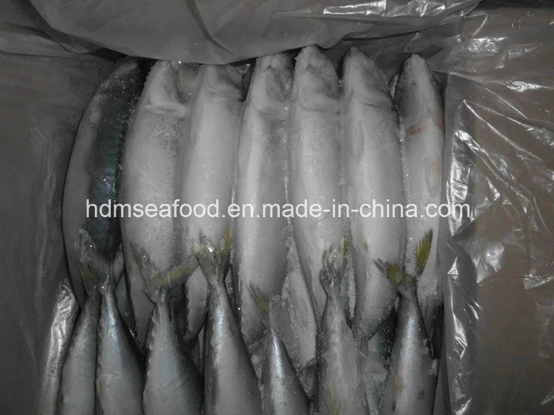 Best Frozen Seafood Fish Frozen Mackerel
